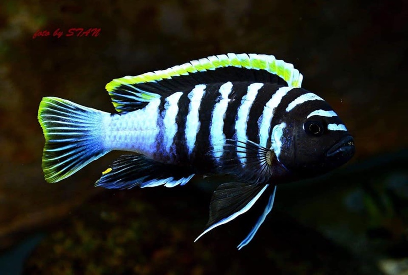 Cynotilapia zebroides 'Likoma Island'
